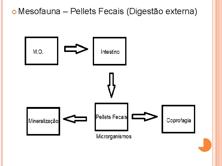  Mesofauna – Pellets Fecais (Digestão externa) 