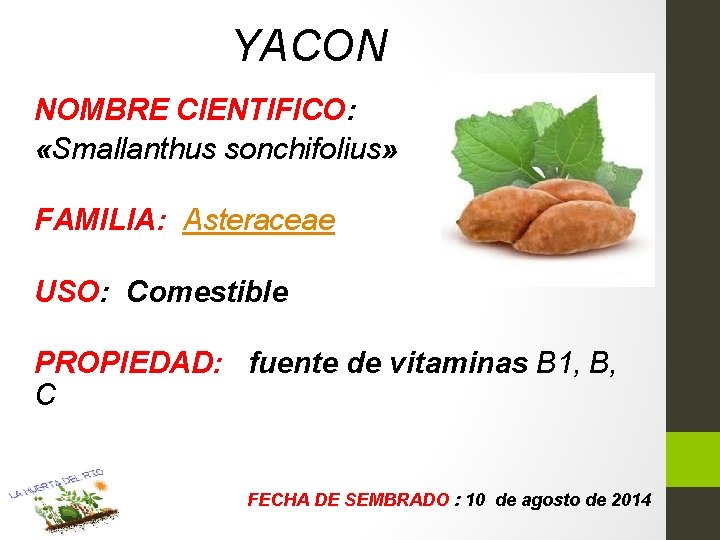 YACON NOMBRE CIENTIFICO: «Smallanthus sonchifolius» FAMILIA: Asteraceae USO: Comestible PROPIEDAD: fuente de vitaminas B