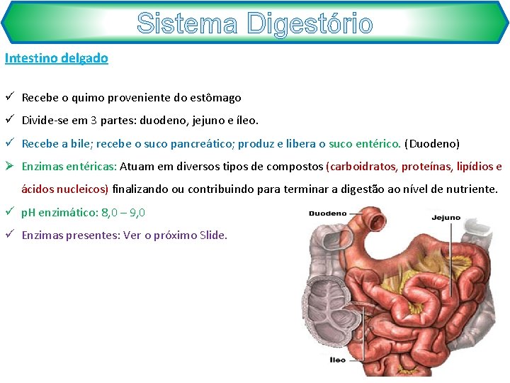 Sistema Digestório Intestino delgado ü Recebe o quimo proveniente do estômago ü Divide-se em