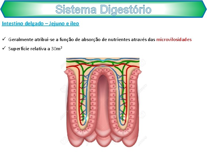 Sistema Digestório Intestino delgado – Jejuno e íleo ü Geralmente atribui-se a função de