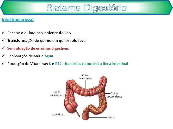 Sistema Digestório Intestino grosso ü Recebe o quimo proveniente do íleo ü Transformação do