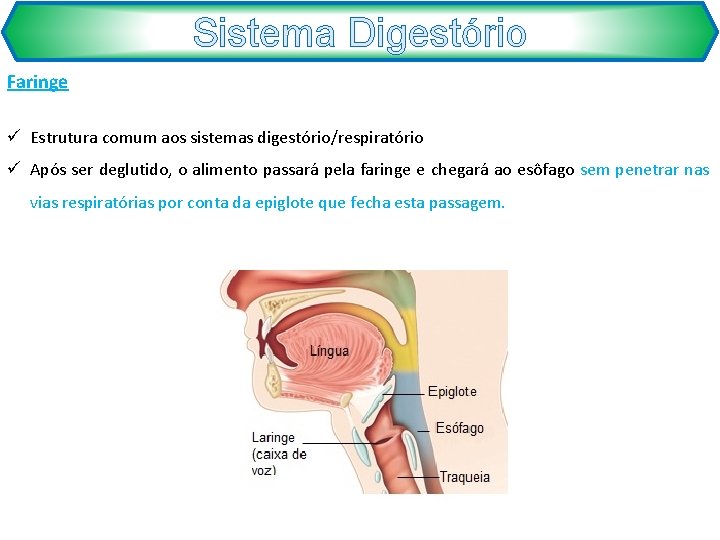 Sistema Digestório Faringe ü Estrutura comum aos sistemas digestório/respiratório ü Após ser deglutido, o