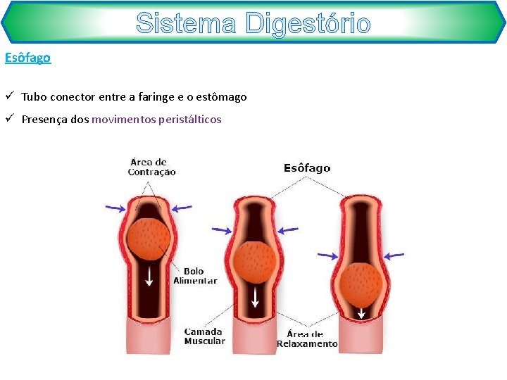 Sistema Digestório Esôfago ü Tubo conector entre a faringe e o estômago ü Presença