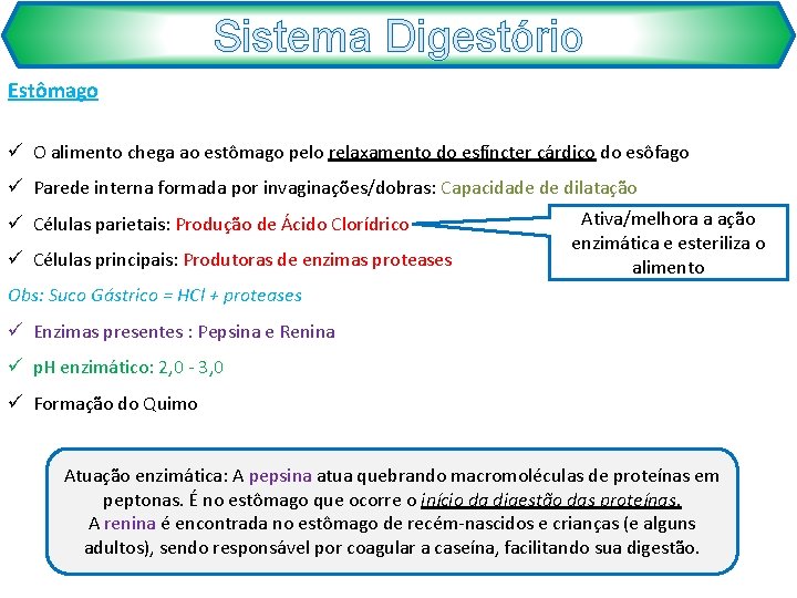 Sistema Digestório Estômago ü O alimento chega ao estômago pelo relaxamento do esfíncter cárdico