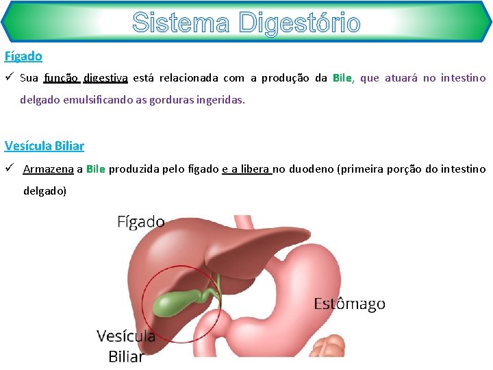 Sistema Digestório Fígado ü Sua função digestiva está relacionada com a produção da Bile,