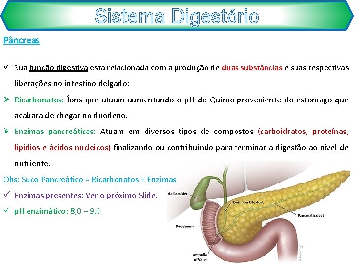 Sistema Digestório Pâncreas ü Sua função digestiva está relacionada com a produção de duas