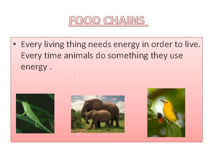 FOOD CHAINS • Every living thing needs energy in order to live. Every time