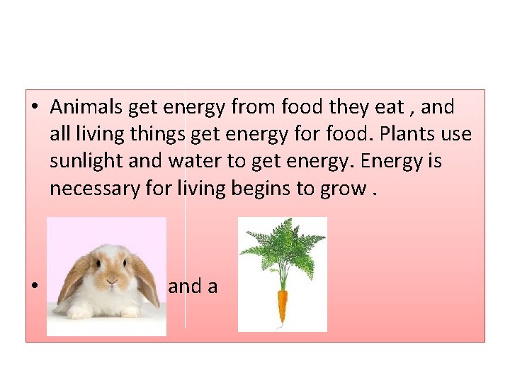  • Animals get energy from food they eat , and all living things