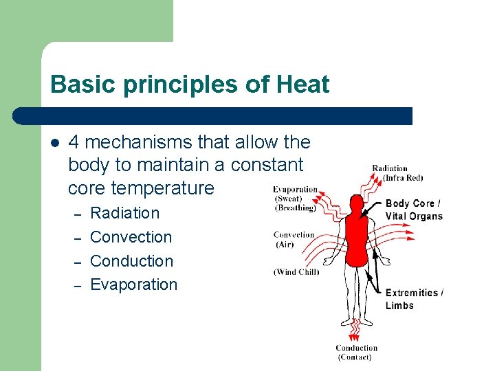 Basic principles of Heat l 4 mechanisms that allow the body to maintain a