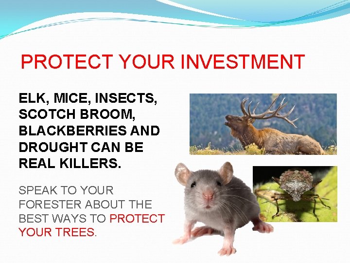 PROTECT YOUR INVESTMENT ELK, MICE, INSECTS, SCOTCH BROOM, BLACKBERRIES AND DROUGHT CAN BE REAL
