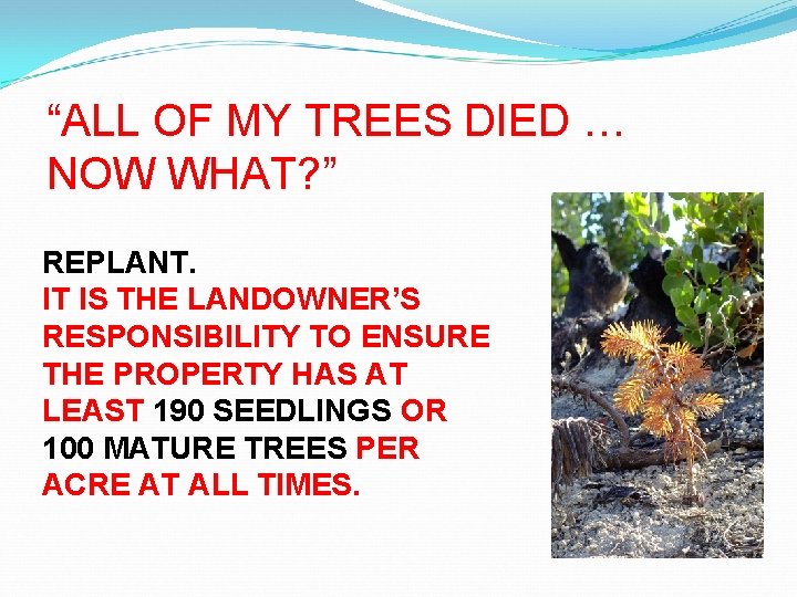 “ALL OF MY TREES DIED … NOW WHAT? ” REPLANT. IT IS THE LANDOWNER’S
