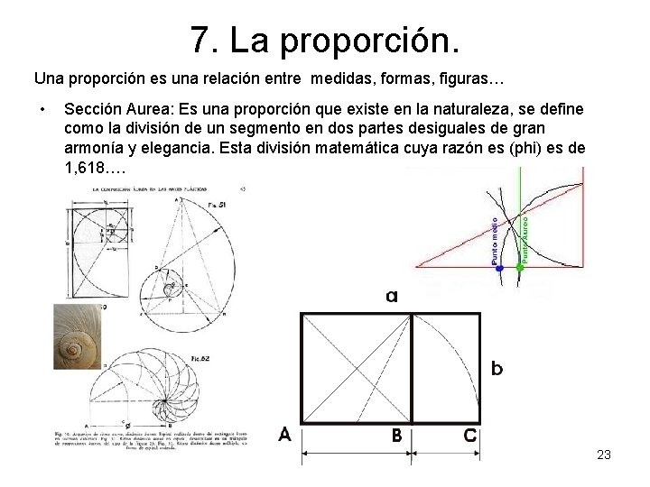 7. La proporción. Una proporción es una relación entre medidas, formas, figuras… • Sección