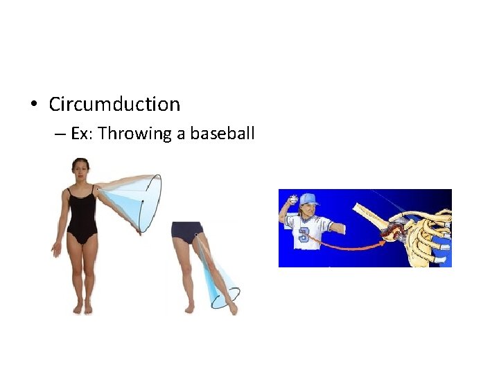  • Circumduction – Ex: Throwing a baseball 