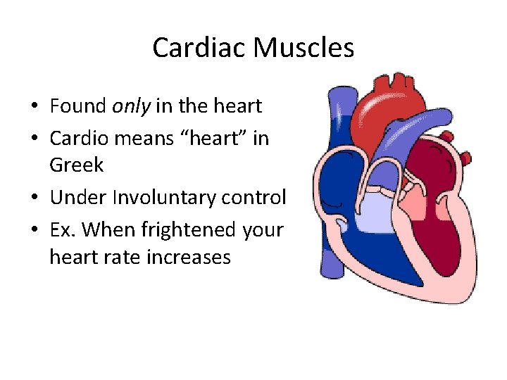 Cardiac Muscles • Found only in the heart • Cardio means “heart” in Greek