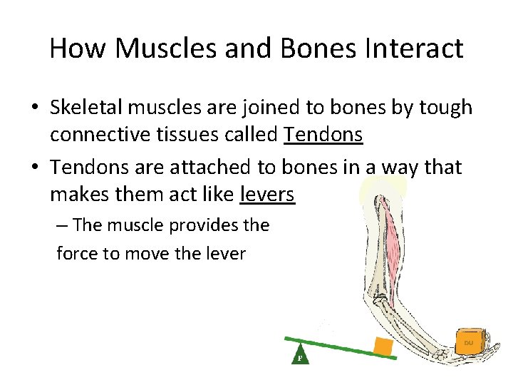 How Muscles and Bones Interact • Skeletal muscles are joined to bones by tough