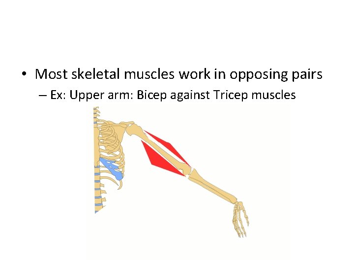  • Most skeletal muscles work in opposing pairs – Ex: Upper arm: Bicep