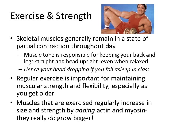 Exercise & Strength • Skeletal muscles generally remain in a state of partial contraction