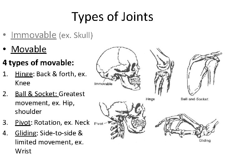 Types of Joints • Immovable (ex. Skull) • Movable 4 types of movable: 1.