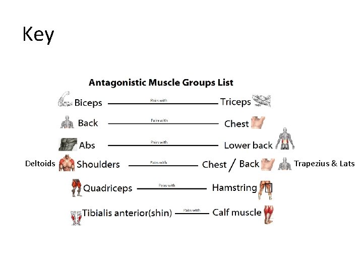 Key Deltoids Trapezius & Lats 