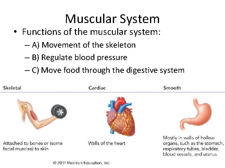 Muscular System • Functions of the muscular system: – A) Movement of the skeleton