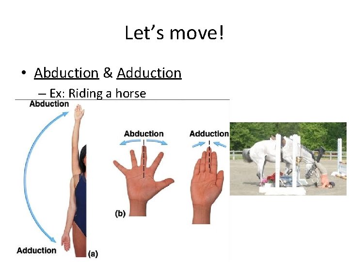 Let’s move! • Abduction & Adduction – Ex: Riding a horse 