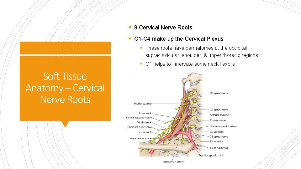 § 8 Cervical Nerve Roots § C 1 -C 4 make up the Cervical