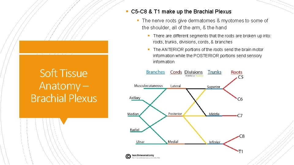 § C 5 -C 8 & T 1 make up the Brachial Plexus §