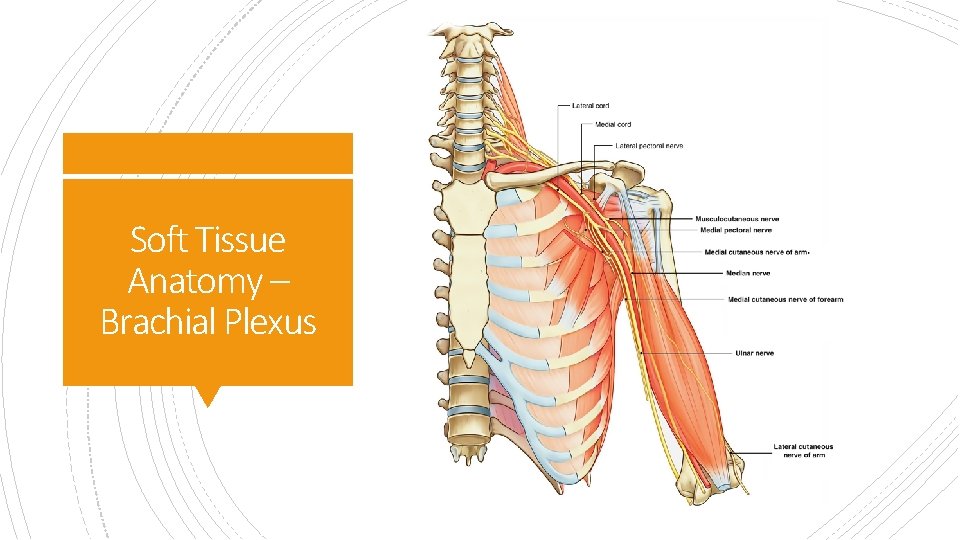 Soft Tissue Anatomy – Brachial Plexus 