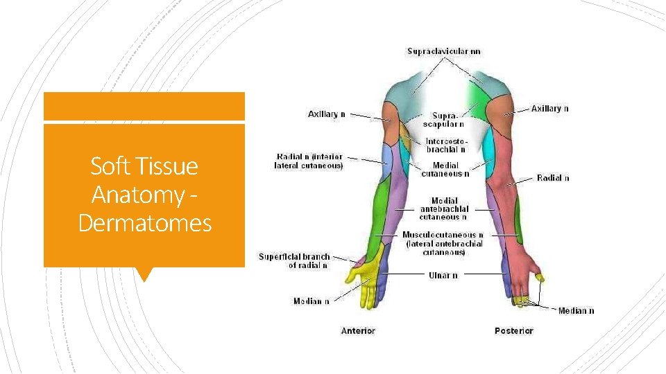 Soft Tissue Anatomy Dermatomes 