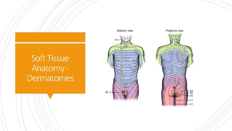 Soft Tissue Anatomy Dermatomes 