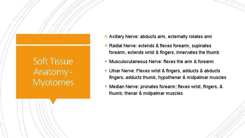 § Axillary Nerve: abducts arm, externally rotates arm § Radial Nerve: extends & flexes