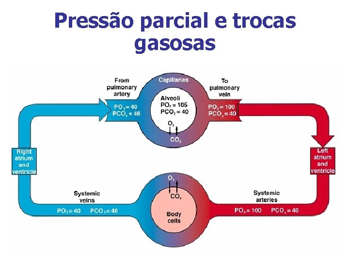 Pressão parcial e trocas gasosas 
