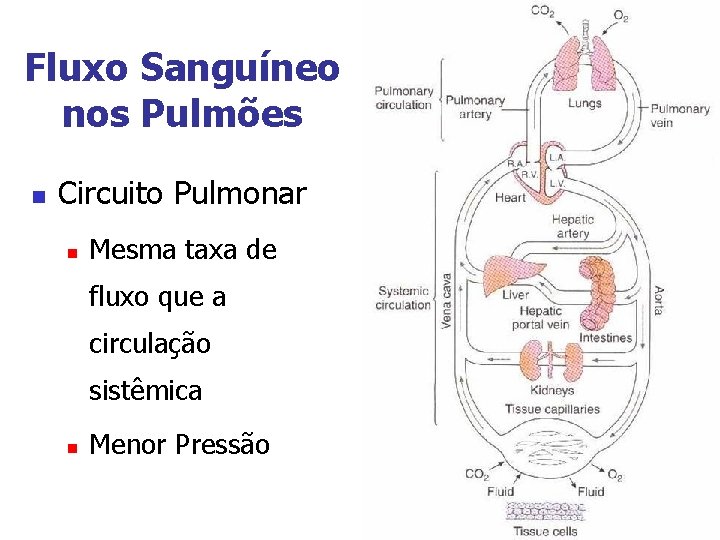 Fluxo Sanguíneo nos Pulmões n Circuito Pulmonar n Mesma taxa de fluxo que a