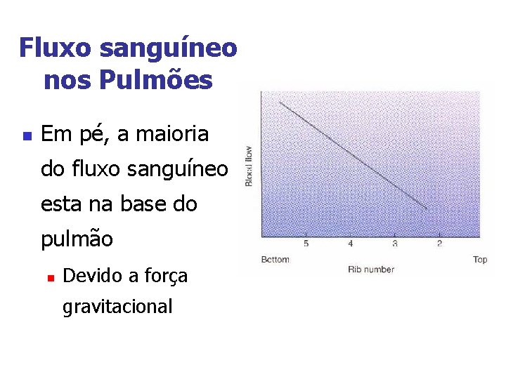 Fluxo sanguíneo nos Pulmões n Em pé, a maioria do fluxo sanguíneo esta na