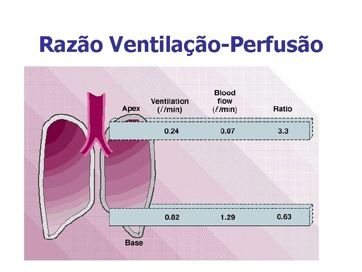 Razão Ventilação-Perfusão 