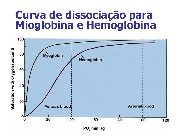 Curva de dissociação para Mioglobina e Hemoglobina 