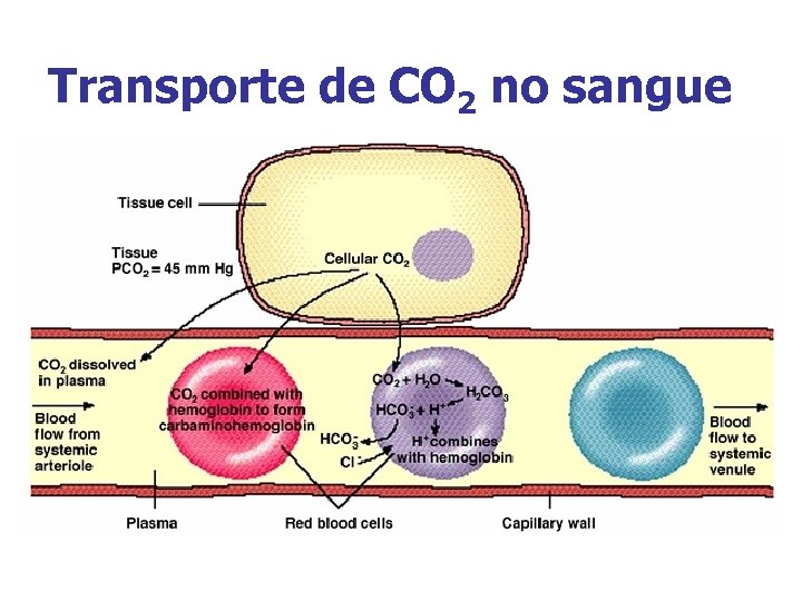 Transporte de CO 2 no sangue 