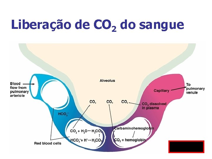 Liberação de CO 2 do sangue Fig 10. 19 