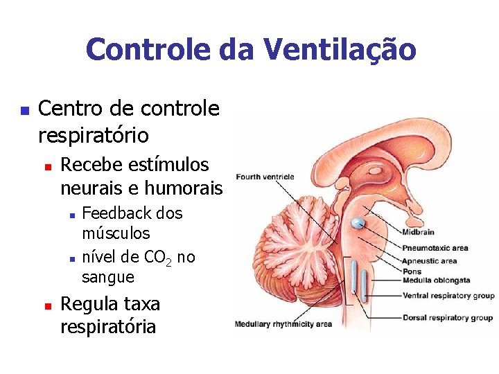 Controle da Ventilação n Centro de controle respiratório n Recebe estímulos neurais e humorais