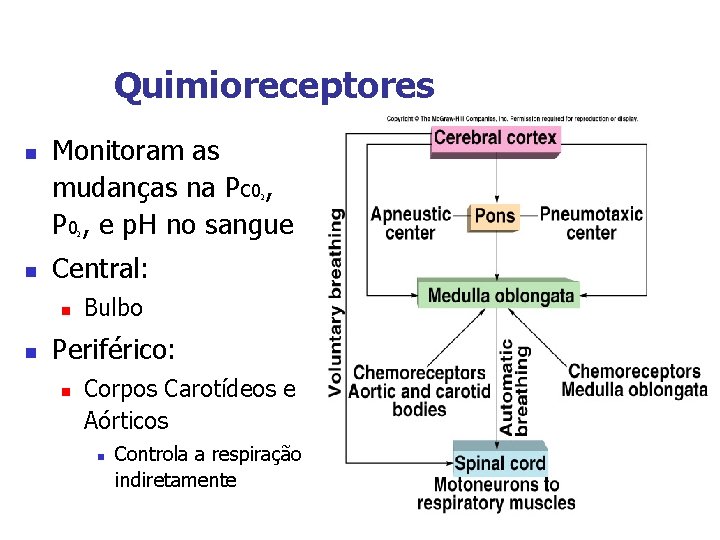 Quimioreceptores n Monitoram as mudanças na PC 0 , P 0 , e p.