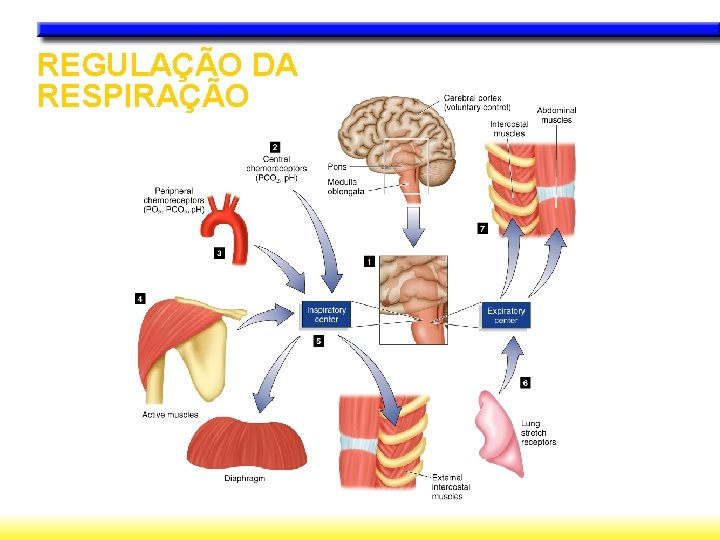 REGULAÇÃO DA RESPIRAÇÃO 