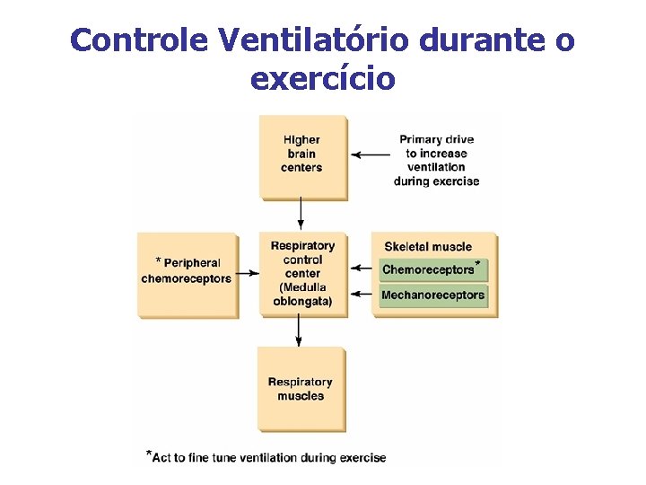 Controle Ventilatório durante o exercício 