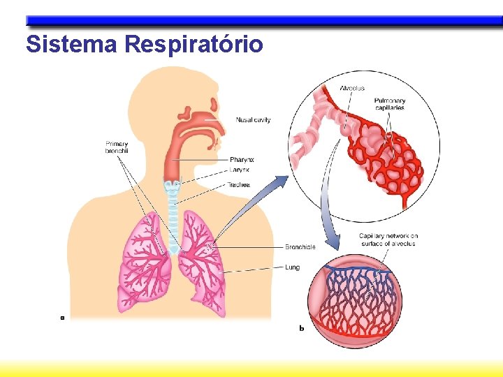 Sistema Respiratório 