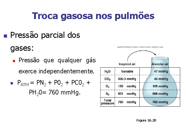 Troca gasosa nos pulmões n Pressão parcial dos gases: n Pressão que qualquer gás
