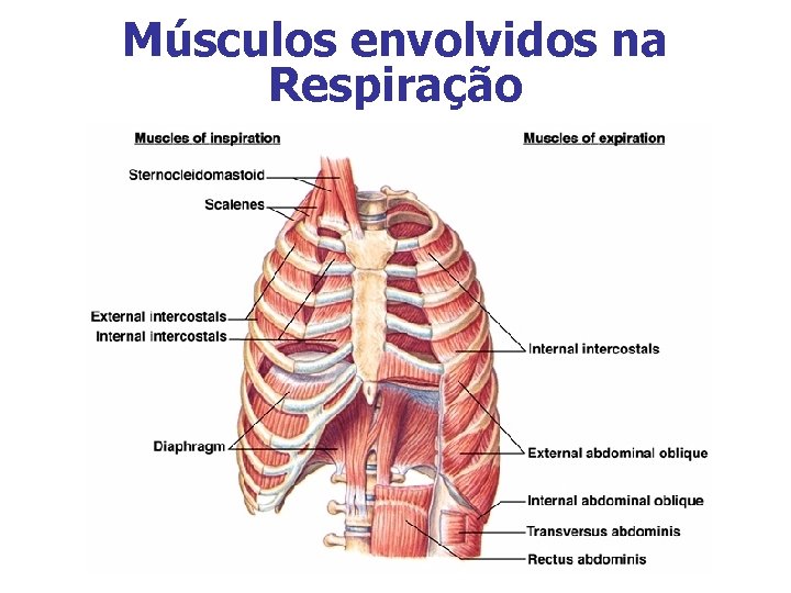 Músculos envolvidos na Respiração 