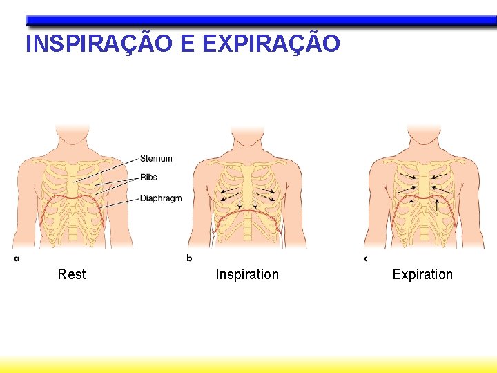 INSPIRAÇÃO E EXPIRAÇÃO Rest Inspiration Expiration 