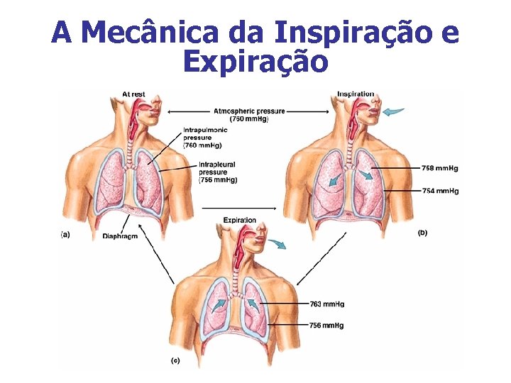 A Mecânica da Inspiração e Expiração 
