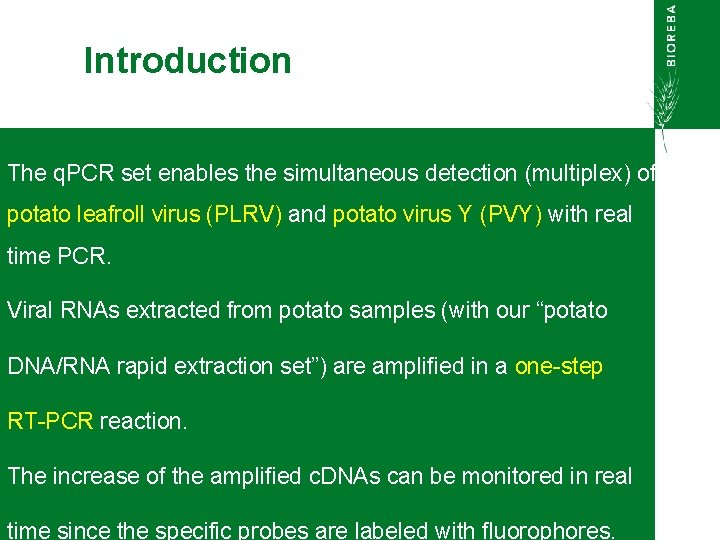 Introduction The q. PCR set enables the simultaneous detection (multiplex) of potato leafroll virus