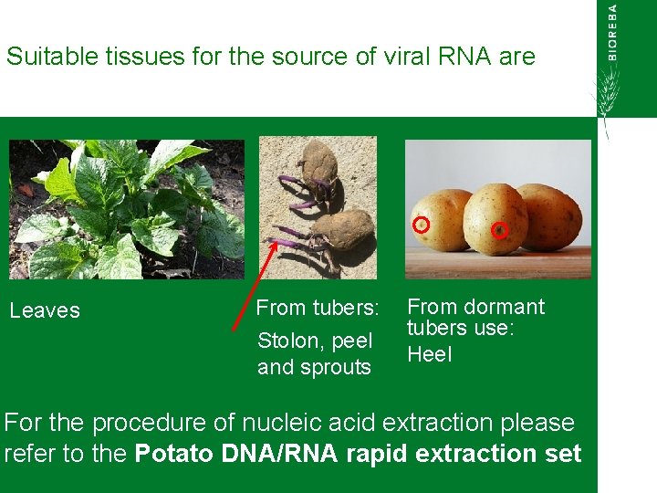 Suitable tissues for the source of viral RNA are Leaves From tubers: Stolon, peel