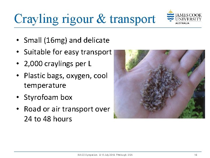 Crayling rigour & transport Small (16 mg) and delicate Suitable for easy transport 2,